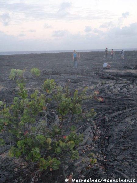 En route vers le volcan, Big Island