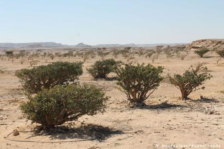 Les arbres à encens (Boswellia), wadi Dawkah