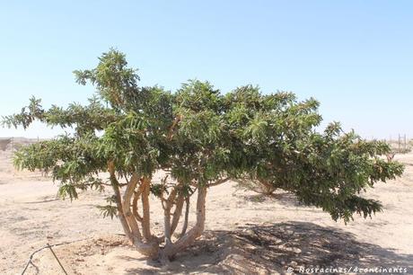 Même en hiver, les arbres en encens sont verts malgré le climat désertique