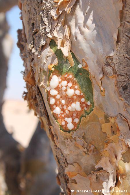 La résine qui est prélevée pour fabriquer l'encens, wadi Dawkah