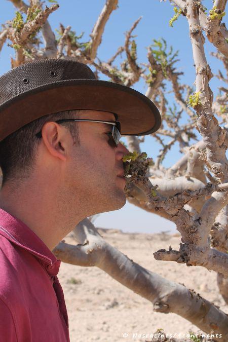 Les arbres à encens parfument l'air, wadi Dawkah