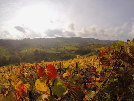 Un paysage dans le Beaujolais, au bord d'un chemin