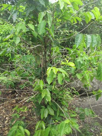 plant de café bourbon pointu Réunion