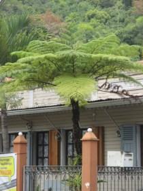 plante endémique village Entre-Deux Réunion