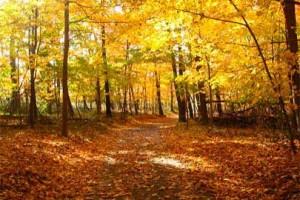 forêt dans les Poconos