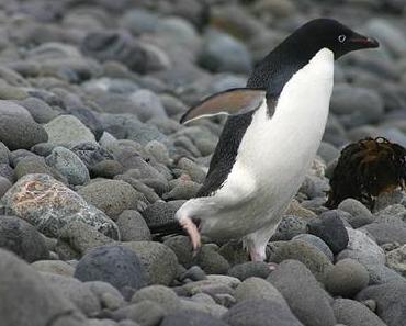 passez* donc voir Wild Touch Expedition Antarctica !