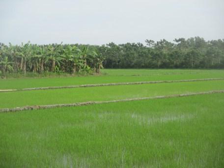 rizière delta Mékong