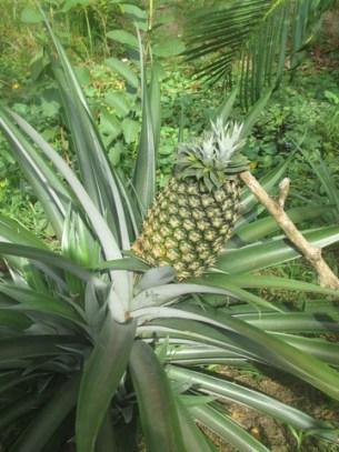 ananas delta du Mékong
