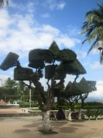 arbres taillés Nha Trang