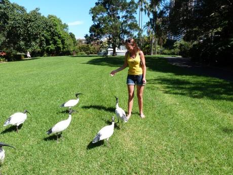10 oiseaux communs à Sydney