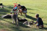 5 rencontres animales marquantes au Lone Pine Koala Sanctuary (1 mois en Australie, Jour 8)