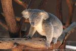 5 rencontres animales marquantes au Lone Pine Koala Sanctuary (1 mois en Australie, Jour 8)