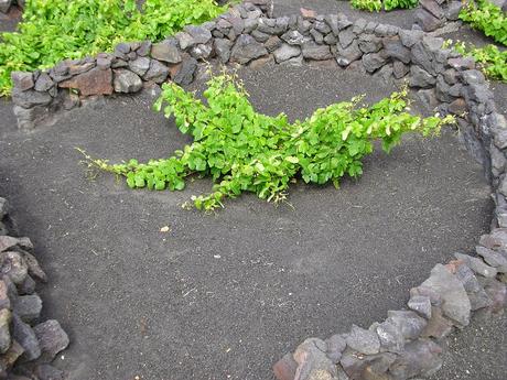 Il était une fois ... Lanzarote : tour d'horizon