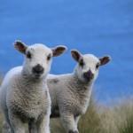 Nouvelle-Zelande - Otago Peninsula