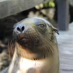 Galapagos pas cher : c’est possible !