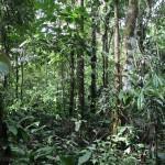 Jungle amazonienne