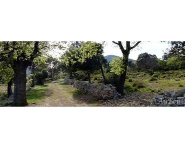 Les Drailles et le site de Cambous