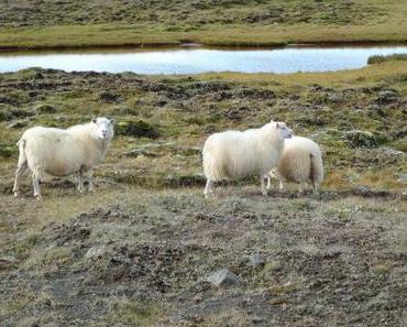 La péninsule de Vatnsnes