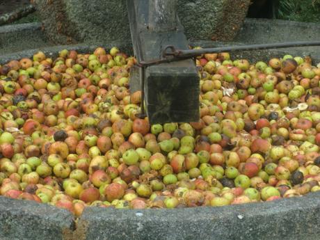 Mayenne : la reine des pommes !