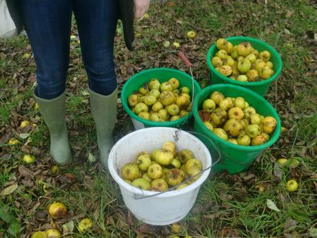 Mayenne : la reine des pommes !