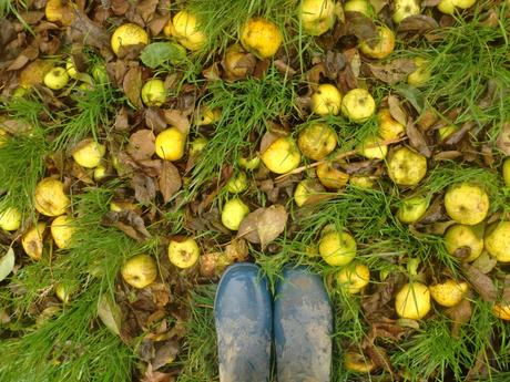 Mayenne : la reine des pommes !