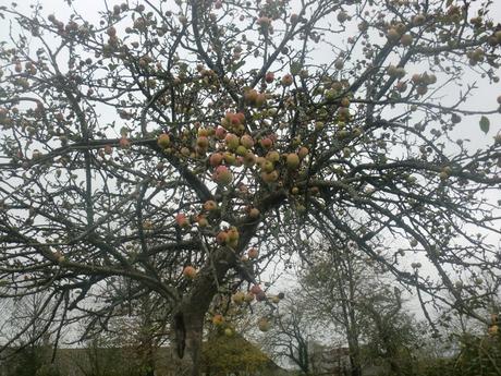 Mayenne : la reine des pommes !