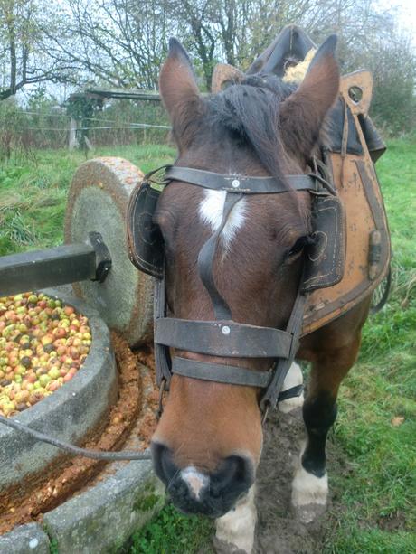 Mayenne : la reine des pommes !