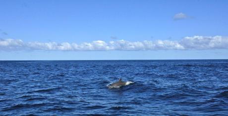 Dauphin au large, Nouméa, Nouvelle-Calédonie