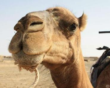 Une nuit dans le désert marocain