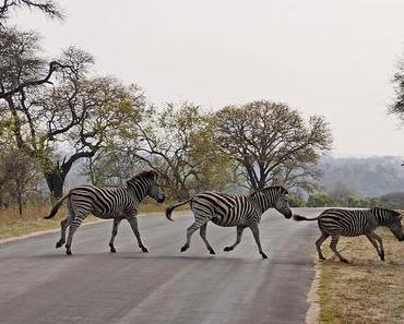 5 choses à faire et à voir lors d’un voyage en Afrique du Sud