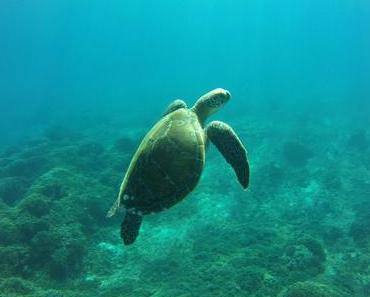 Baptême de plongée à Gili Air