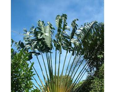 Il était une fois... Nosy Be : la réserve de Lokobe