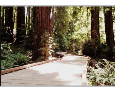 Muir Woods : Une balade la tête dans les arbres
