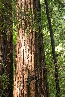 Muir Woods National Monument