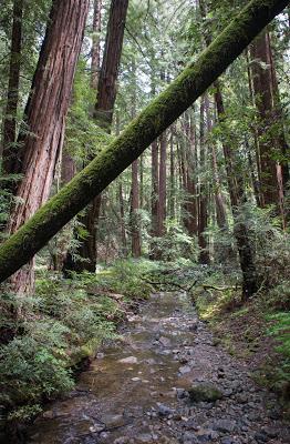 Muir Woods National Monument