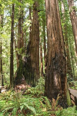 Muir Woods National Monument