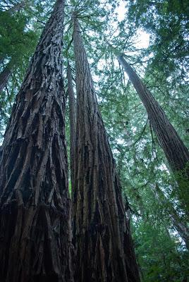 Muir Woods National Monument