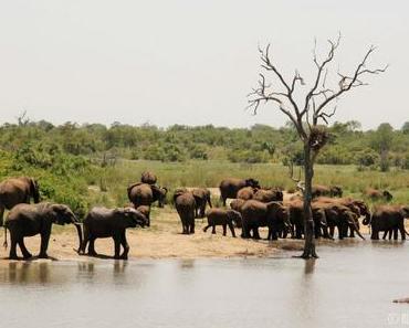 Quels parcs pour des safaris en Afrique du Sud ?