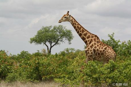 quels animaux en afrique du sud
