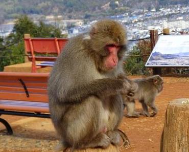 Monkey Park