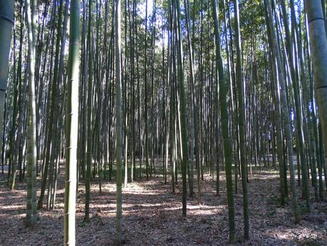 Bamboo Forest