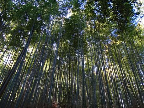 Bamboo Forest