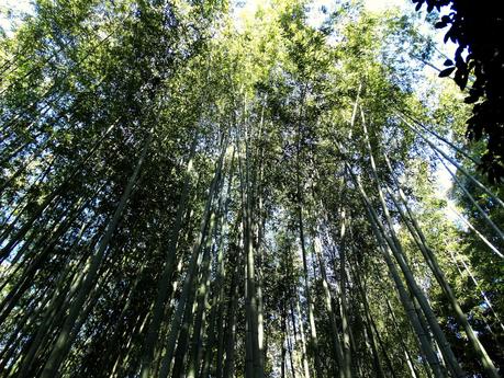 Bamboo Forest