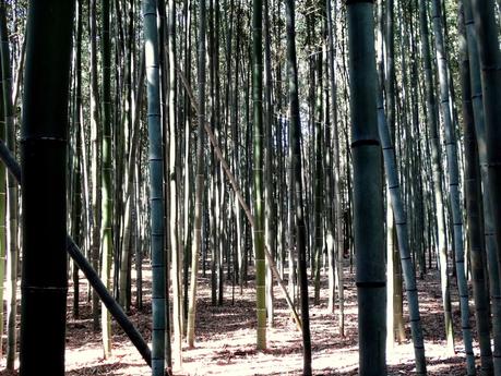 Bamboo Forest