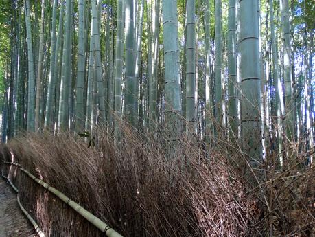 Bamboo Forest