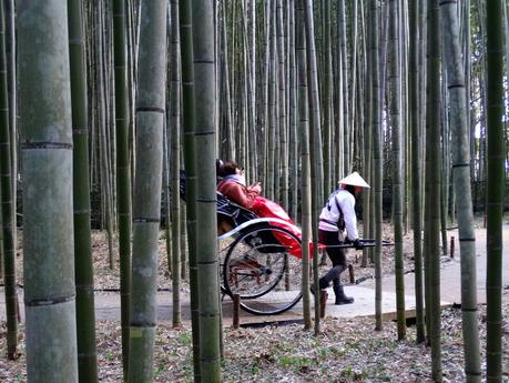 Bamboo Forest