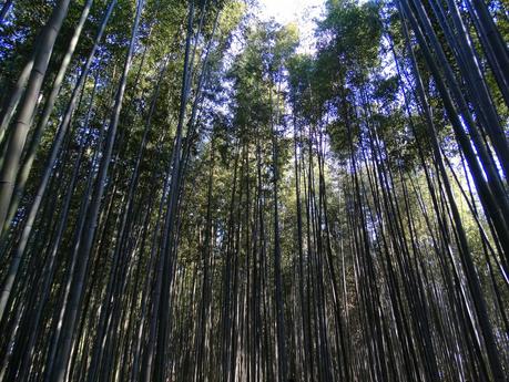 Bamboo Forest