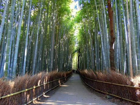 Bamboo Forest