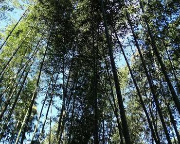 Bamboo Forest