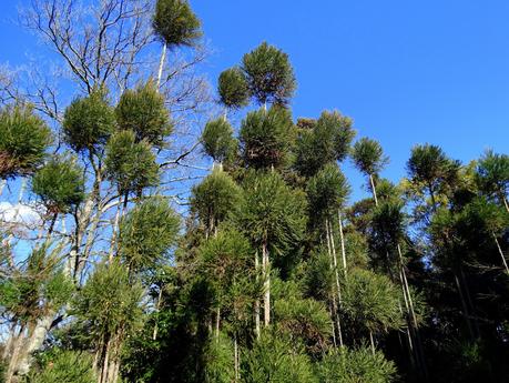 Bamboo Forest